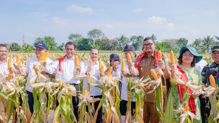 Panen 8 Ton Jagung Bersama Bobby Nasution, Mentan: Ini Luar Biasa, Semoga Hentikan Impor