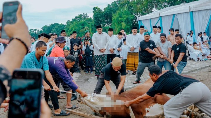 Di Medan, 9.716 Ekor Hewan Kurban Disembelih, Pemko Medan Sembelih 212 Ekor
