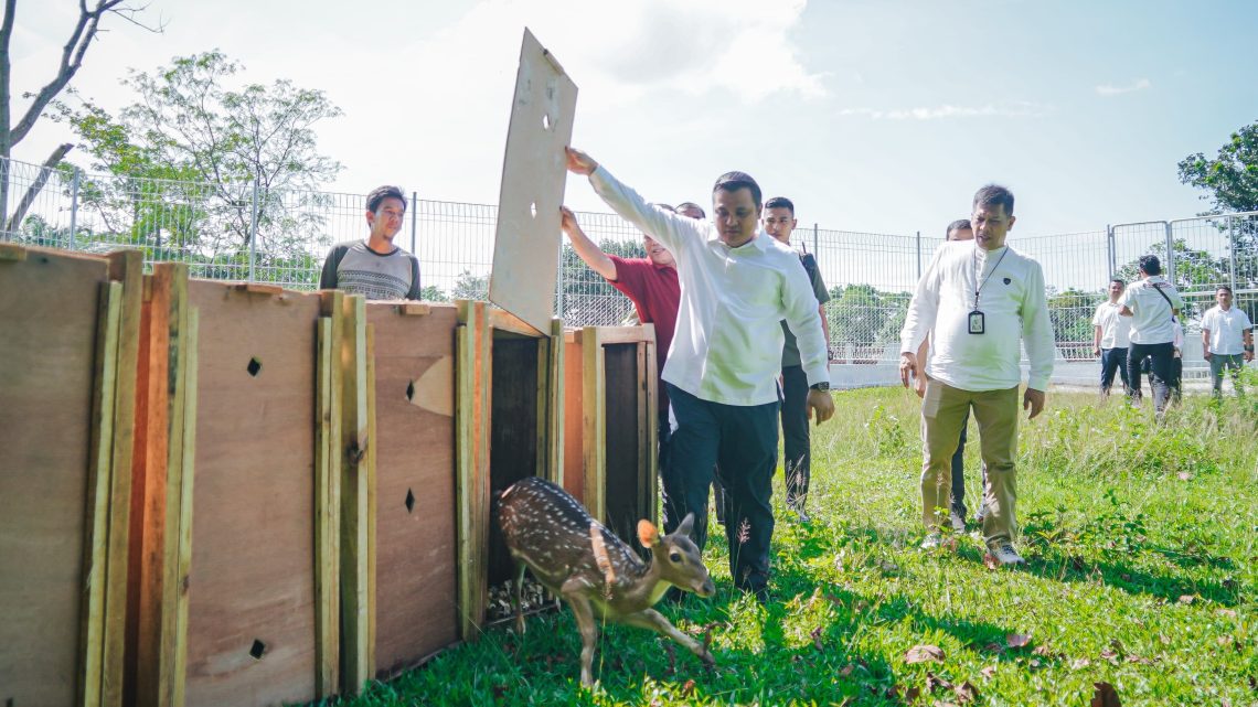 Pj Sekda Medan Lepas 15 Rusa Totol Asal Istana Kepresidenan Bogor di Taman Cadika