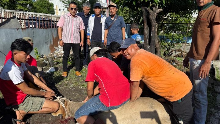 PWPM Sembelih Dua Sapi Kurban Bantuan Wali Kota Medan Rico Waas